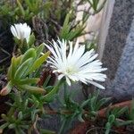 Delosperma cooperiFlor