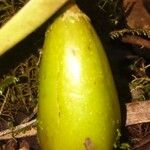 Bulbophyllum comorianum Otro