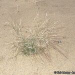 Aristida californica Habit