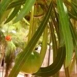 Cascabela thevetia Fruto