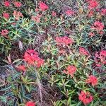 Euphorbia griffithii Flor