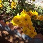 Rudbeckia laciniata Flor