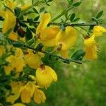 Cytisus arboreus Blomst