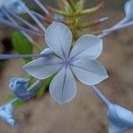 Plumbago auriculata花