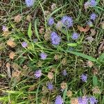 Jasione montana Blomma