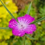 Agrostemma githago Цветок