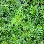 Glandularia tenera Leaf