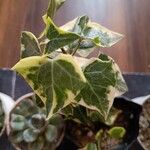Senecio macroglossus Hoja
