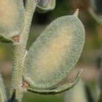 Fibigia clypeata Fruit