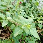 Salvia microphylla पत्ता