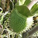 Datura wrightii Fruct