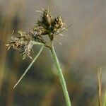 Fuirena pubescens Fruit