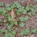 Geranium homeanum Агульны выгляд