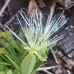 Maerua triphylla 花