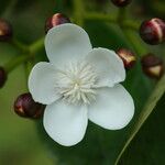 Clusia criuva Flor
