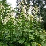 Cardiocrinum giganteum Hábito