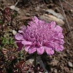 Scabiosa pyrenaica Fiore