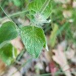 Clinopodium vulgare Leaf