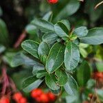 Pyracantha crenulata Φύλλο