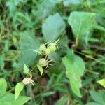 Lobelia inflata Fruit