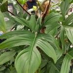 Philodendron pedatum List