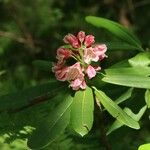 Rhododendron brachycarpum फूल