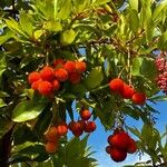 Arbutus × andrachnoides Foglia