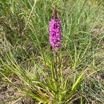 Lythrum virgatumFlower