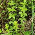 Galium scabrum Leaf