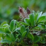 Salix arctica Bloem