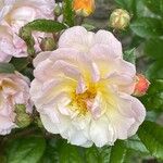 Rosa abietina Çiçek