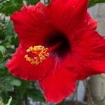 Hibiscus fragilisFlor