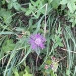 Centaurea nigrescensBlomma