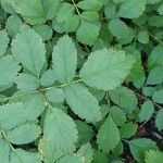 Astilbe rubra Leaf