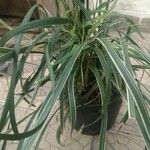 Chlorophytum comosumBlad