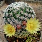 Mammillaria solisioides List