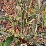 Cissus quadrangularis Blatt