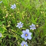 Sisyrinchium langloisii Flower