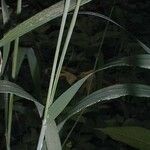 Elymus elymoides Habit