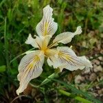 Iris macrosiphon Fleur