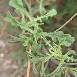 Scabiosa atropurpurea Folha