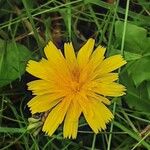 Scorzoneroides autumnalis Flower