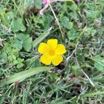 Oxalis eriocarpa Flower