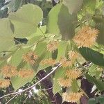 Tilia americana Virág