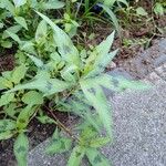 Persicaria maculosa Blatt