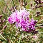 Lessingianthus rubricaulis Flower