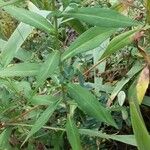 Symphyotrichum lanceolatum Blad