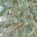 Elaeagnus angustifolia पत्ता