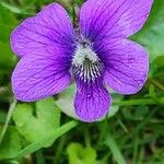 Viola × melissifolia Flower