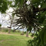 Tillandsia recurvata برگ